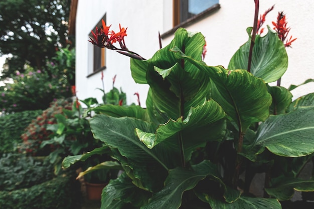 Free photo natural background large textural green leaves