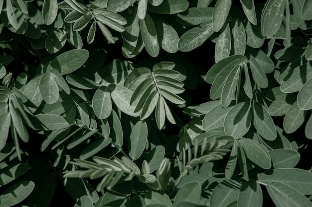 Free photo natural leaves of acacia