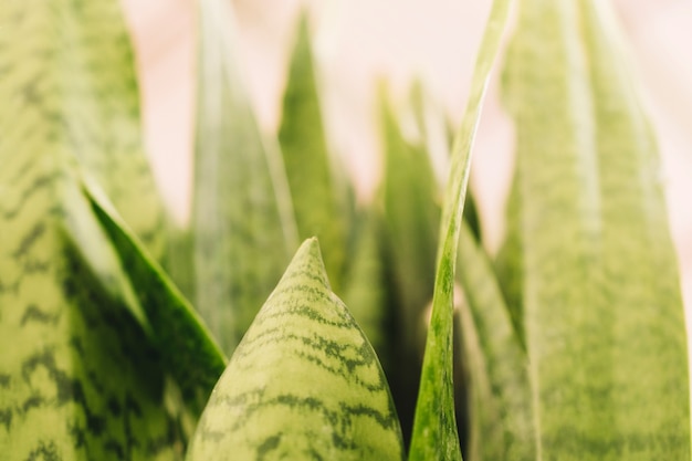 Free Photo nature concept with exotic leaves