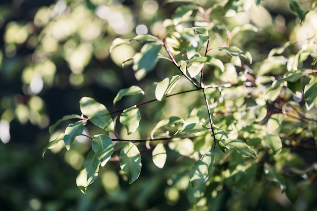 Foto gratuita luce naturale del sole del sole della natura