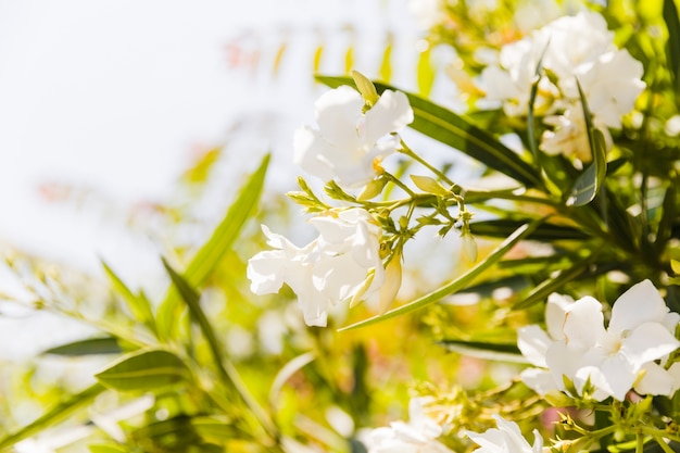 Foto gratuita nerium oleander tree in blossom