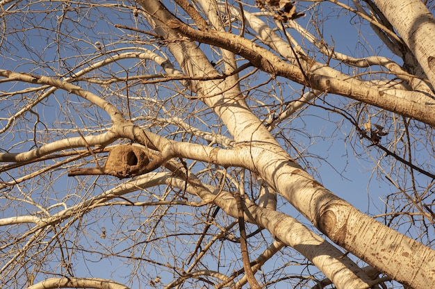 Foto gratuita nido di un uccello hornero rufous su un pioppo d'argento