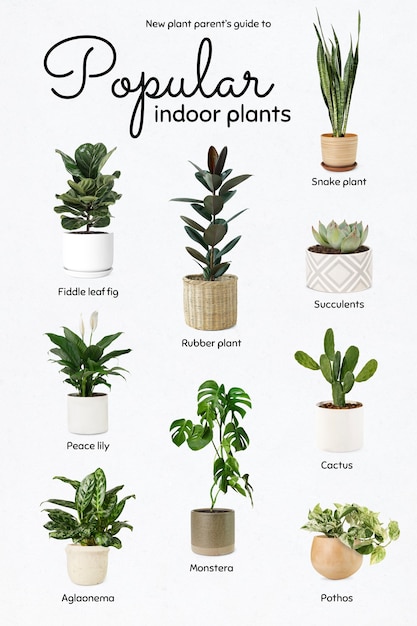 Free photo new plant parents guide to popular indoor plants