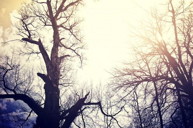 Free photo old dead trees over sky.