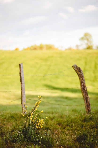 Free Photo old wooden fence in the grass field on a sunny day