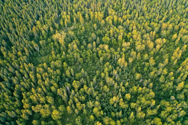 Overhead aerial drone shot of a thick beautiful forest during sunny daytime