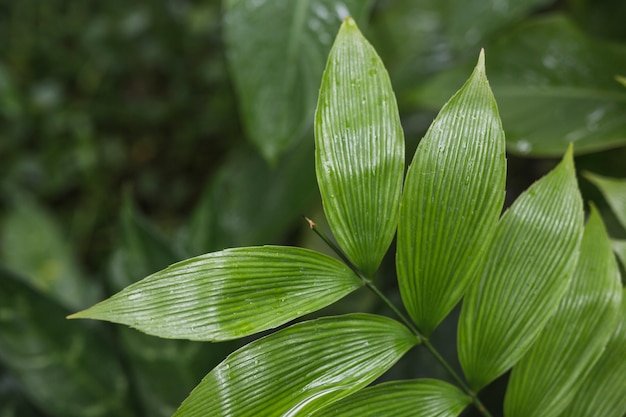 Free photo an overhead view of green fresh leaves