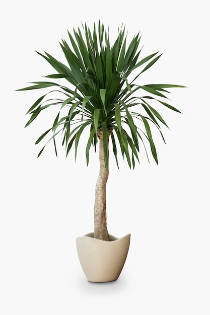 Free photo palm tree house plant in a pot