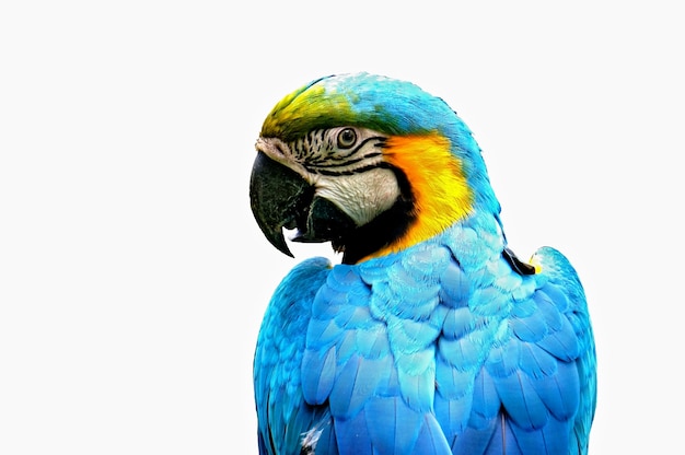 Foto gratuita profilo parrot