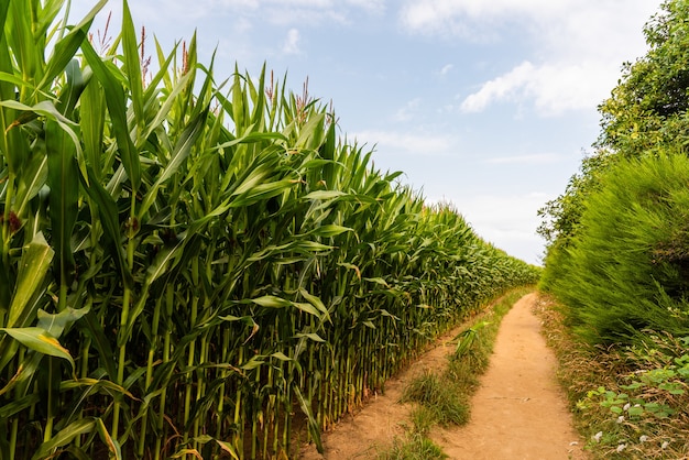 Free photo path in the cornfield in the countryside