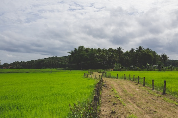 Free photo pathway though a green field