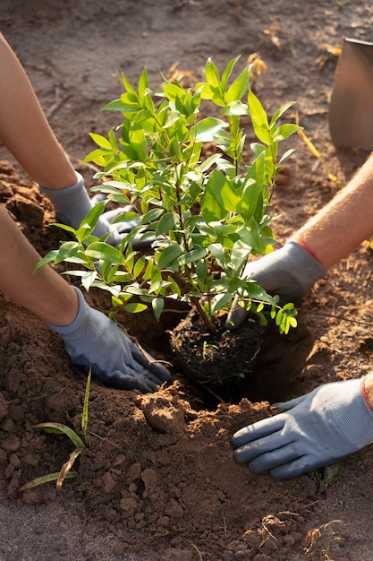 Free photo people planting tree on the countryside