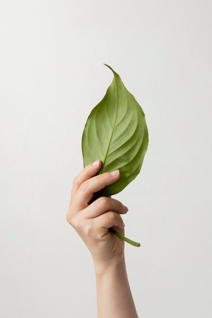 Foto gratuita persona in possesso di una foglia verde