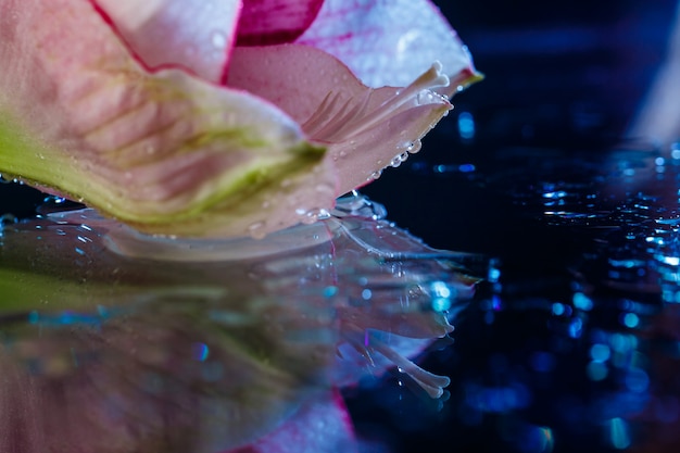 Free Photo pink flower with water drops over dark blue wall