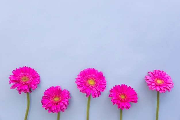 Foto gratuita fiori rosa gerbera su sfondo blu