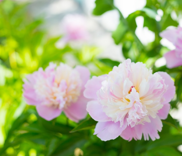 Free photo pink peony.