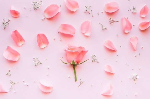 Pink rose surrounded by petals and tiny white flowers