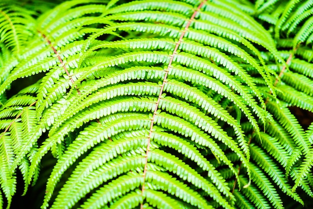 Free Photo plant closeup tropical natural grass