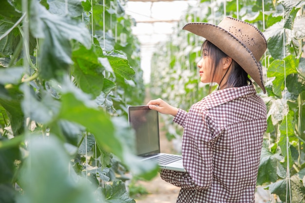 Free Photo plant researchers are investigating the growth of cantaloupe. 