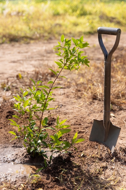 Free photo plant and shovel on countryside