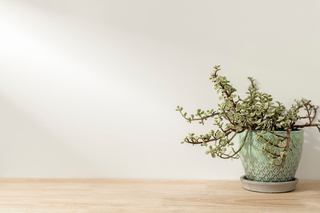 Free photo plant on wooden shelf background