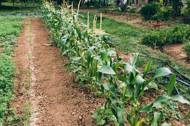 Free photo plants growing on farm