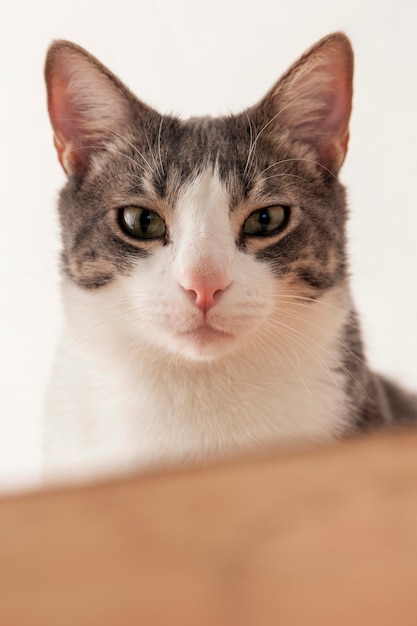 Free photo portrait of adorable domestic cat