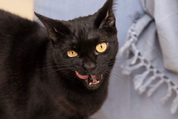 Portrait of beautiful black domestic cat