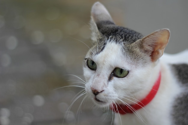 Free Photo portrait of a cute white and gray cat with a red leash outdoors with a blurry greenery