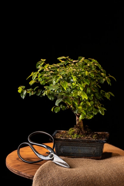 Free photo potted plant and scissors on table assortment