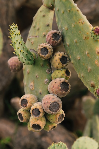 Free photo prickly pear cactus with fruit