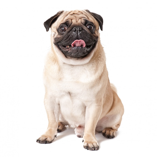 Free Photo pug dog isolated on a white background