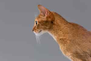 Free photo purebred abyssinian young cat portrait