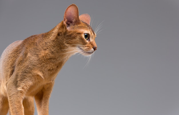 Free photo purebred abyssinian young cat portrait