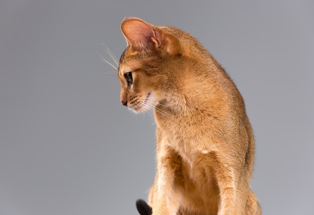 Free photo purebred abyssinian young cat portrait