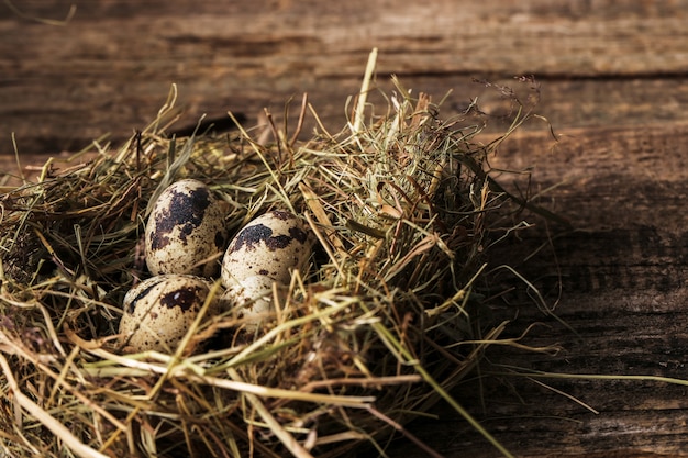 Free photo quail eggs on a nest