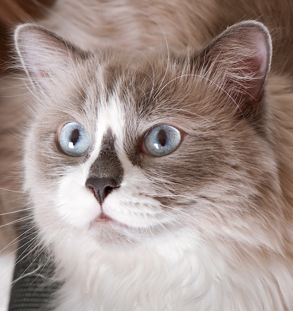 Free Photo ragdoll breed of cat face close-up