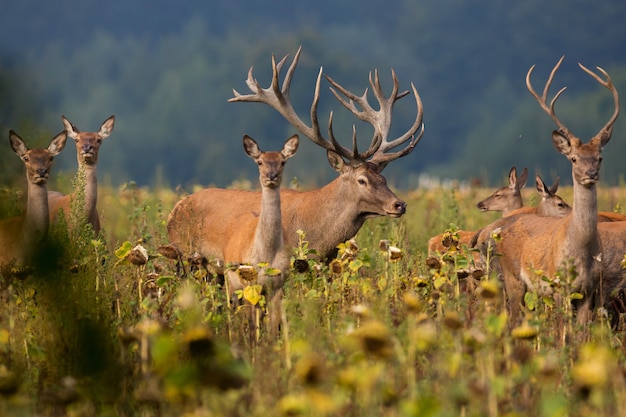 Free photo red deer in the nature habitat during the deer rut