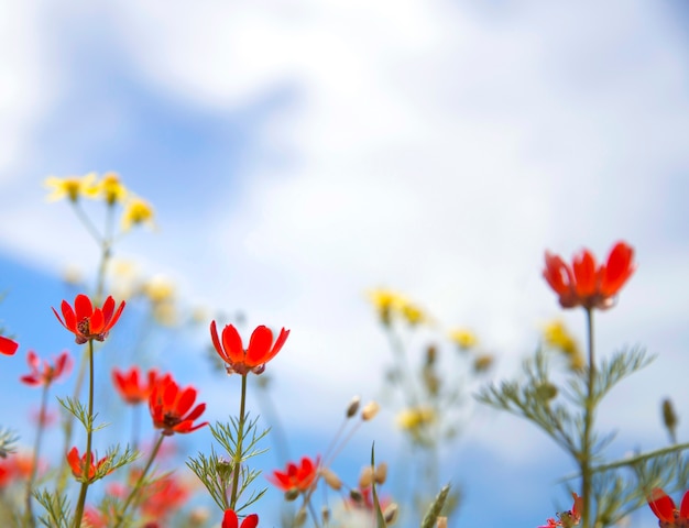 Free photo red wildflowers