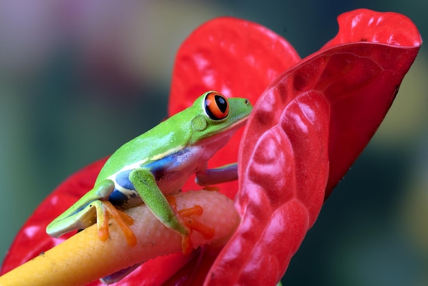 Foto gratuita primo piano di rana di albero dagli occhi rossi su foglie verdi primo piano di agalychnis callidryas di agalychnis callidryas sul ramo