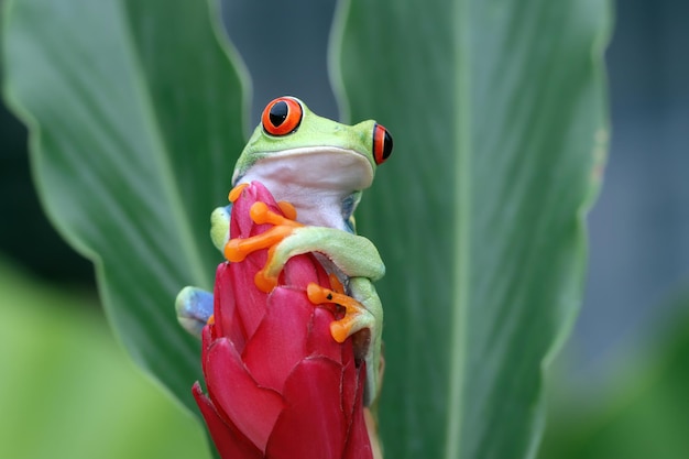 Free photo redeyed tree frog sitting on green leaves