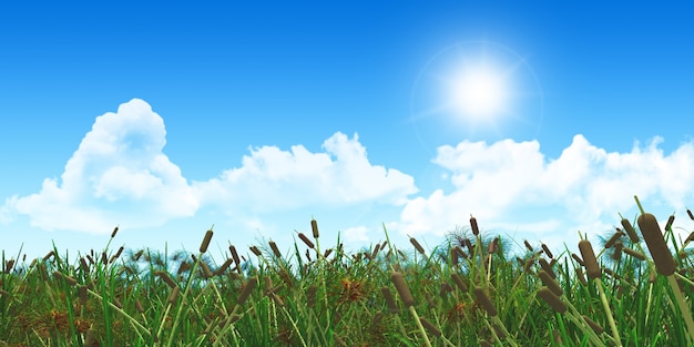 Free photo reeds with clouds and sun