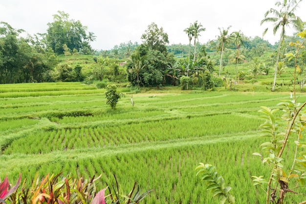 Free photo rice paddies