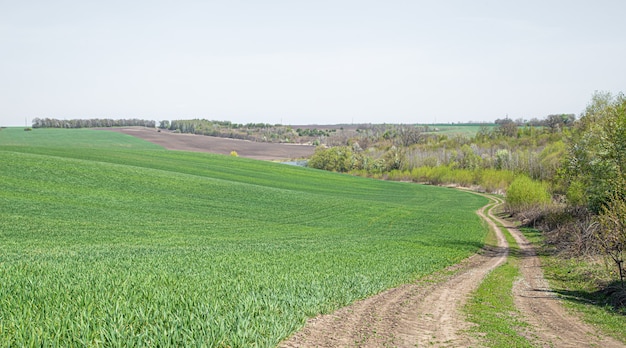 Free photo a road in a beautiful green field. green wheat fields in ukraine.