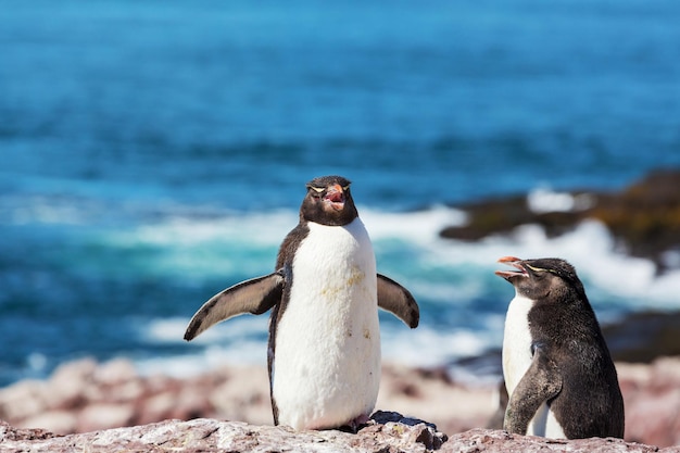 Free photo rockhopper