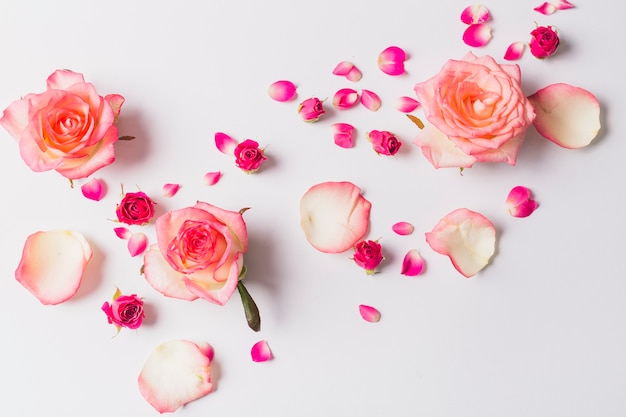 Roses and petals on white