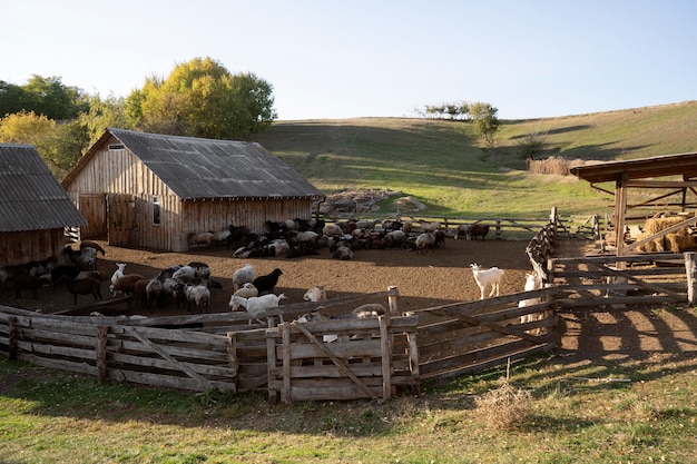 Free photo rural life concept with farm animals