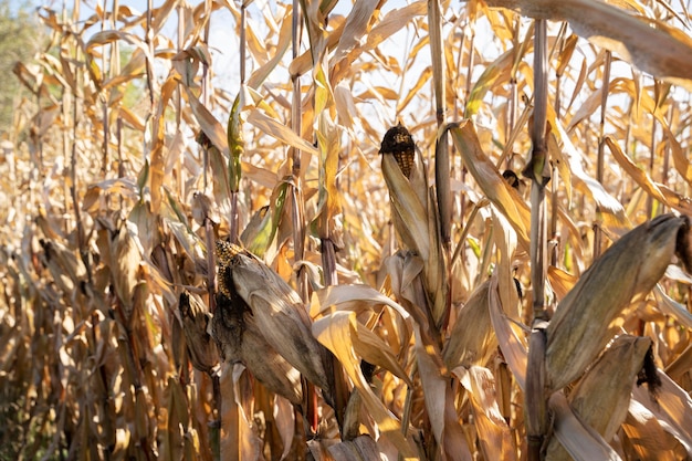 Free photo rural lifestyle concept with corn field