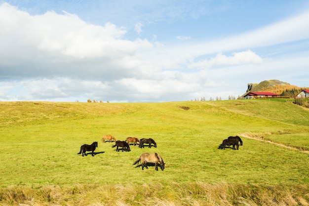 Free photo rural scene