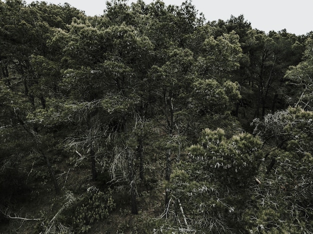 Scenic view of tropical trees in forest